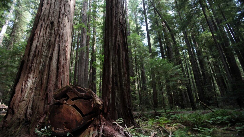 redwood in san Francisco