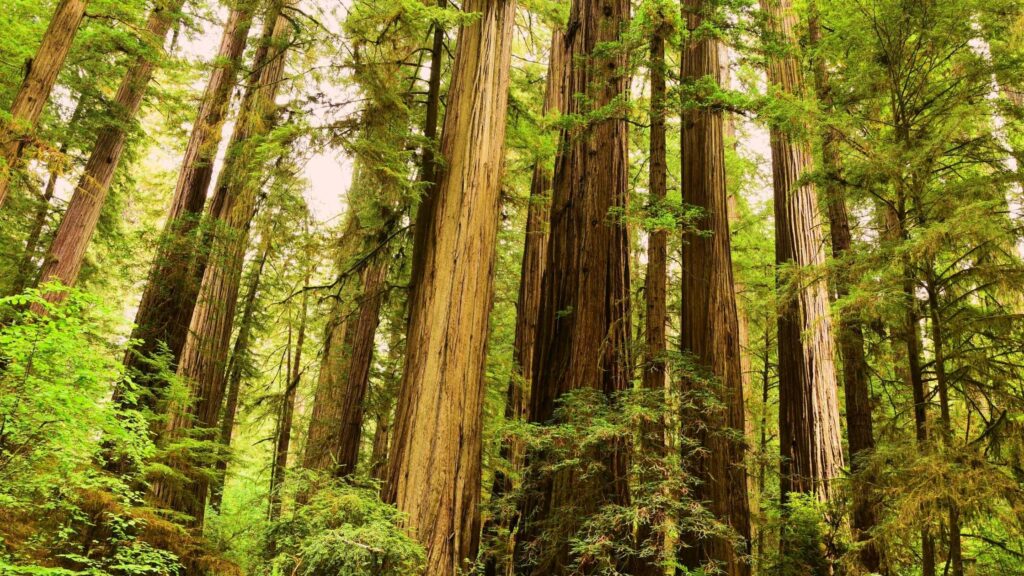 places to see redwoods near san Francisco