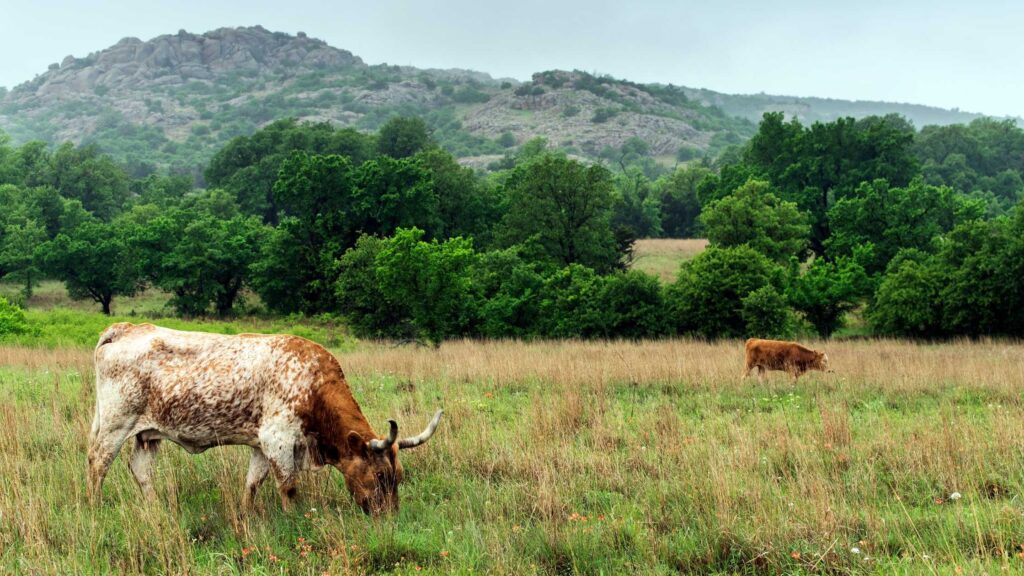 christmas places to visit in texas