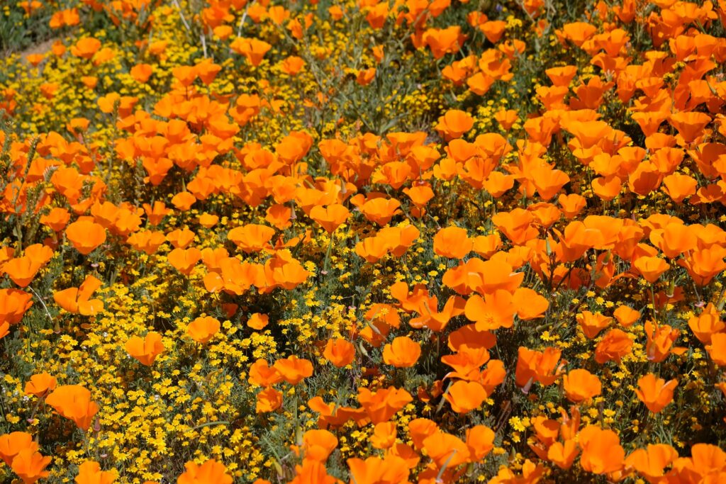 flower fields in California
