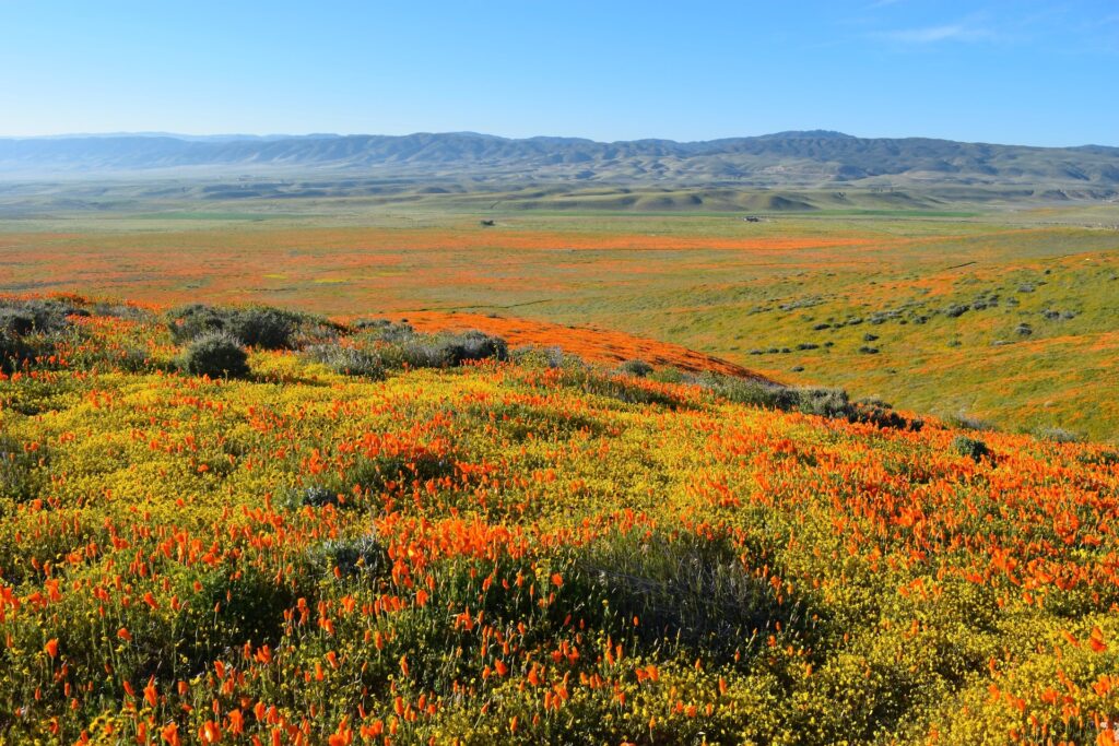 flower fields in southern California