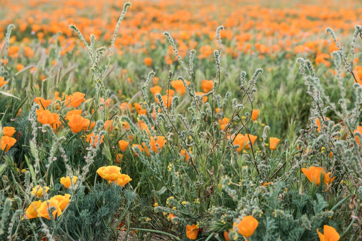 21 Best Flower Fields In California You Should Visit This Spring