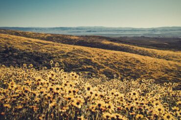 FLOWER FIELDS IN CALIFORNIA