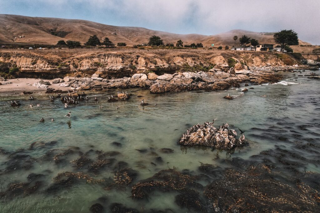 20 Awesome Things To Do In Cayucos For a Fun Getaway With Kids