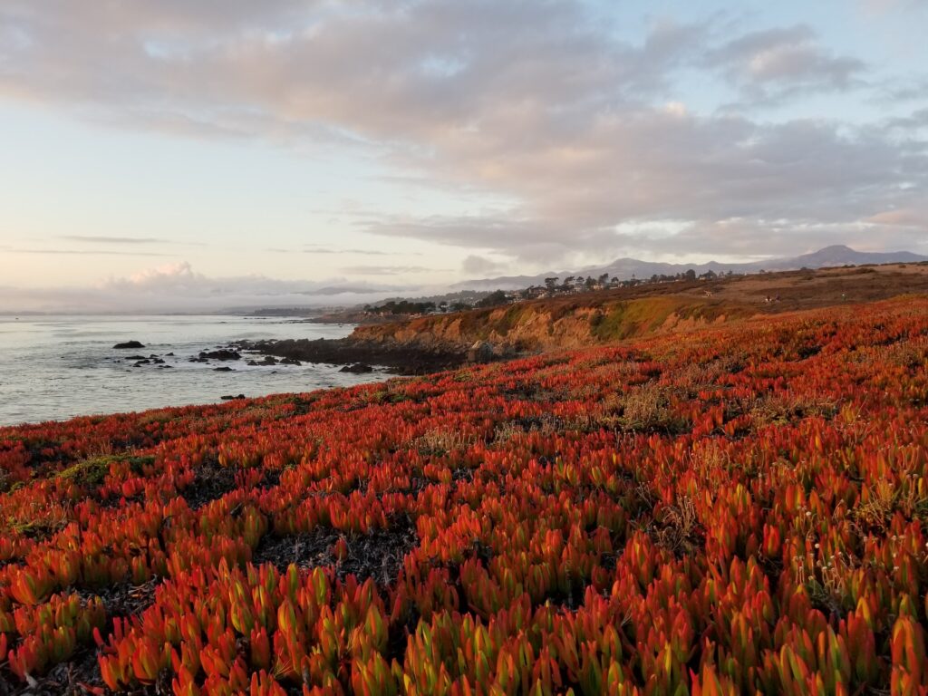 things to do in cambria this weekend