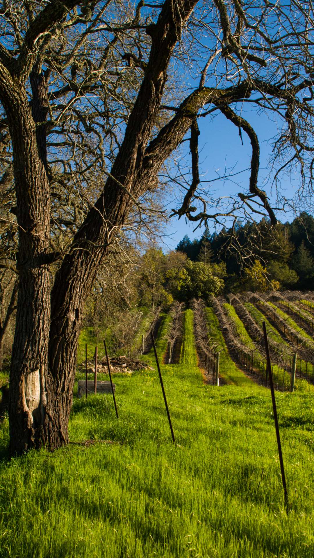 27 Fabulous Things To Do In Calistoga In California