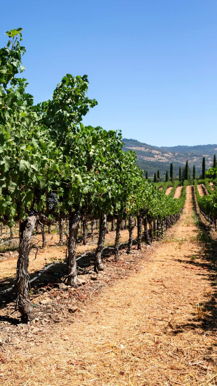 27 Fabulous Things To Do In Calistoga In California