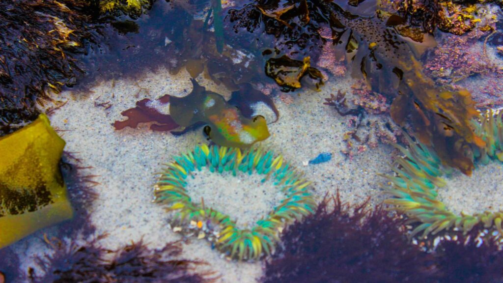 best tide pools in northern california