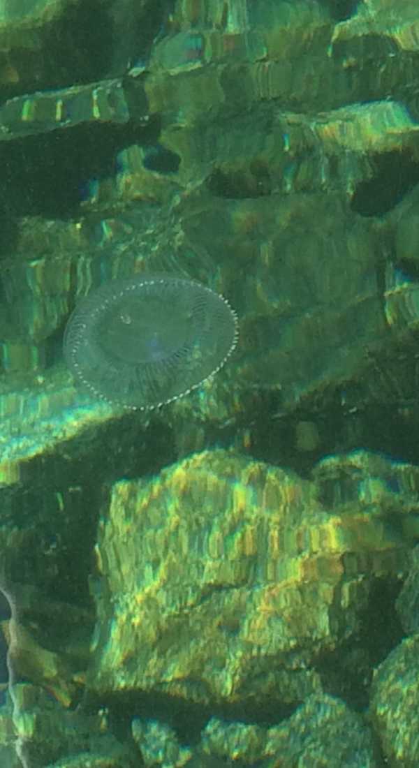 8 Pretty Santa Cruz Tide Pools To Enjoy With Your Kids