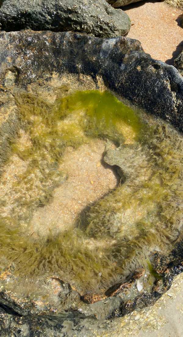 8 Pretty Santa Cruz Tide Pools To Enjoy With Your Kids