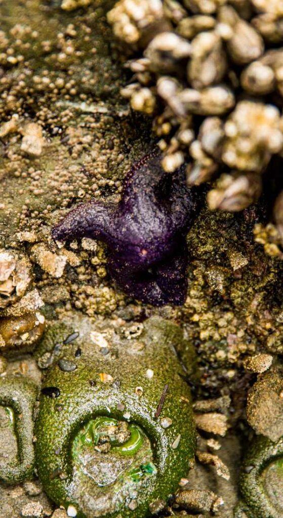 best time for tide pools monterey