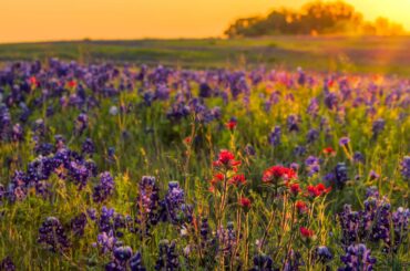 bluebonnets in texas