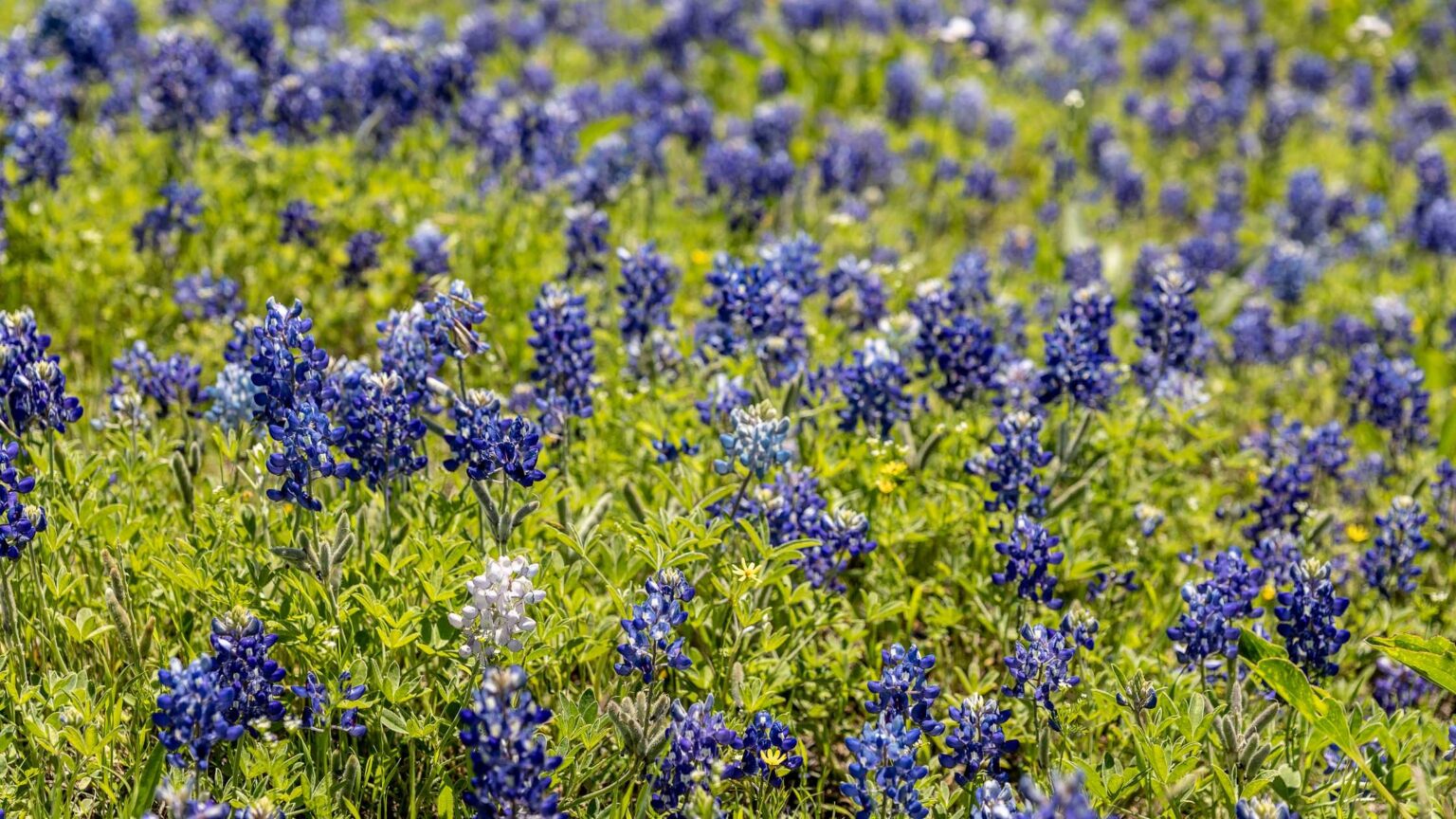 15 Places To Admire The Beautiful Blue In Texas
