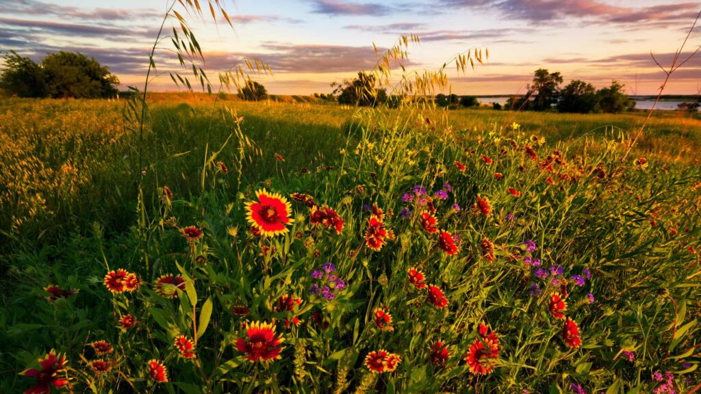sunflower fields Texas