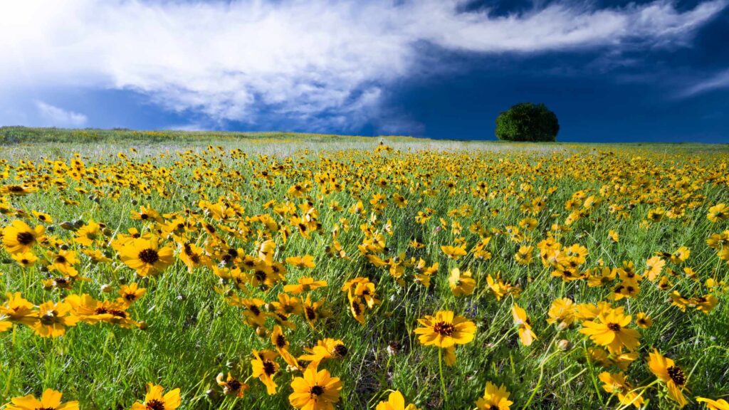 sunflower field near Dallas
