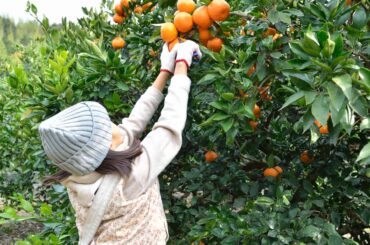 Orange picking in florida