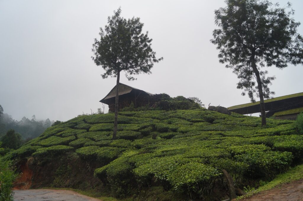 Tea plantation slopes at Chithirapuram near Lazo Golden Valley Resort, Munnar